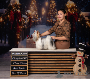 Photo №2. Service d'accouplement biewer yorkshire terrier. Prix - négocié