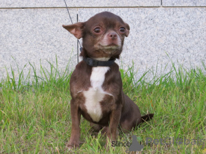 Photo №3. Chihuahua garçon adulte. Fédération de Russie