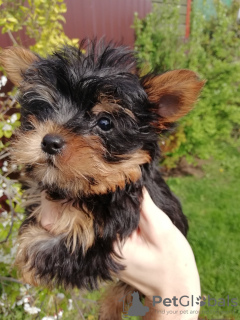 Photos supplémentaires: Chiot Yorkie au visage de bébé