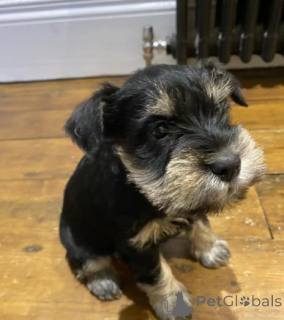 Photo №2 de l'annonce № 160016 de la vente berger allemand - acheter à La Lettonie annonce privée