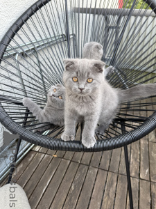 Photo №1. scottish fold - à vendre en ville de Kaisrslautern | 350€ | Annonce № 174071