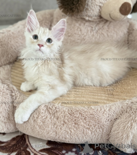Photo №4. Je vais vendre maine coon en ville de Al Ain. de la fourrière, éleveur - prix - négocié