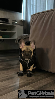 Photo №2. Produits pour animaux en USA. Prix - négocié. Annonce № 134480