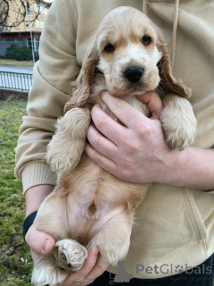 Photo №2 de l'annonce № 159409 de la vente cocker américain - acheter à Allemagne annonce privée