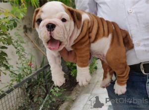 Photo №2 de l'annonce № 80053 de la vente bulldog anglais - acheter à Australie annonce privée