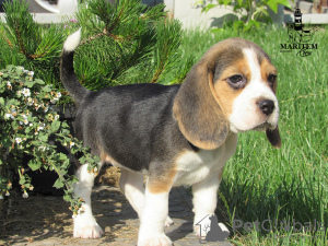 Photo №2 de l'annonce № 10834 de la vente beagle - acheter à Ukraine de la fourrière