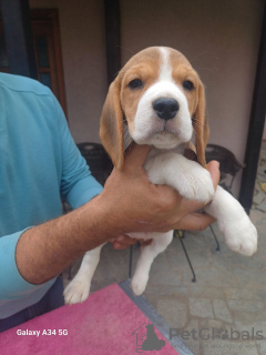 Photo №3. Chiots Beagle à vendre. Serbie