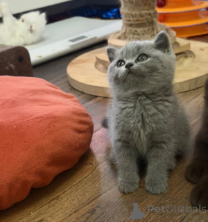 Photo №1. british shorthair - à vendre en ville de Relancer | 350€ | Annonce № 174771