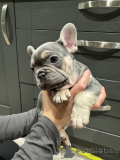 Photo №1. bouledogue - à vendre en ville de Leipzig | 331€ | Annonce №117870