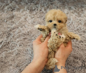 Photo №1. maltipu - à vendre en ville de Arronman de Bruxelles Capital | négocié | Annonce №155708