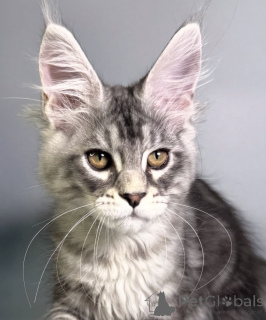 Photo №1. maine coon - à vendre en ville de Baden-Baden | 990€ | Annonce № 163663