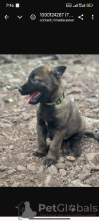 Photo №1. berger belge - à vendre en ville de Förby | Gratuit | Annonce №129094