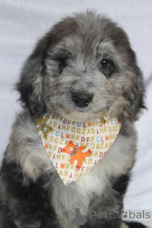 Photo №1. chien bâtard - à vendre en ville de Aserri | 291€ | Annonce №170563