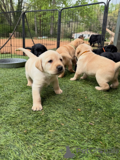 Photo №2 de l'annonce № 171287 de la vente labrador retriever - acheter à Allemagne éleveur