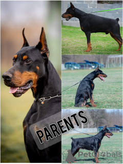 Photo №2 de l'annonce № 113900 de la vente dobermann - acheter à Serbie 