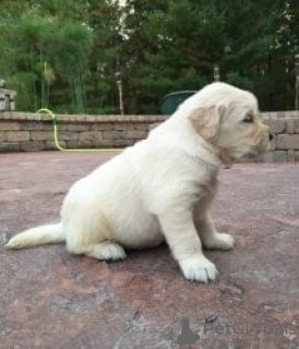 Photo №1. golden retriever - à vendre en ville de Eastwood | 372€ | Annonce №129473