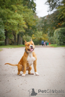 Photo №3. Chiots Staffordshire Terrier. Fédération de Russie