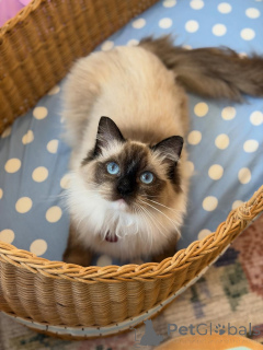Photo №1. ragdoll - à vendre en ville de Manama | négocié | Annonce № 156481