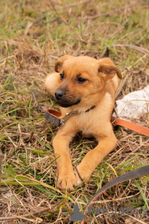 Photo №1. chien bâtard - à vendre en ville de Sotchi | Gratuit | Annonce №9971