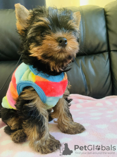 Photo №1. yorkshire terrier - à vendre en ville de Berlin | 350€ | Annonce №103527