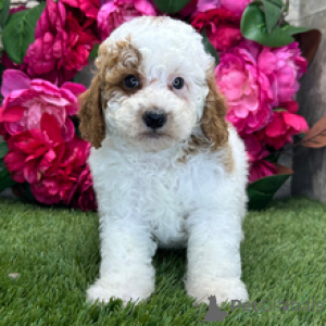 Photo №1. caniche (jouet) - à vendre en ville de Munich | 700€ | Annonce №172245