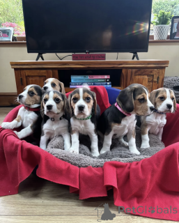 Photo №1. beagle - à vendre en ville de Nordfjordeid | négocié | Annonce №168860