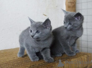 Photo №1. bleu russe - à vendre en ville de Essinggen | 350€ | Annonce № 169567