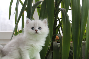 Photo №2 de l'annonce № 2312 de la vente british longhair - acheter à Fédération de Russie de la fourrière