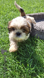 Photo №1. shih tzu - à vendre en ville de Riga | 700€ | Annonce №148740