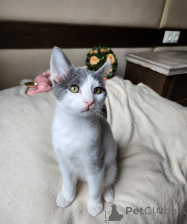 Photo №1. european à poil ras - à vendre en ville de Vienne | négocié | Annonce № 136607