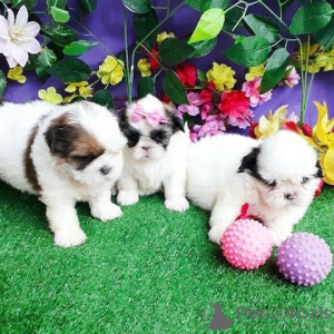 Photo №1. shih tzu - à vendre en ville de Trier | 500€ | Annonce №130061