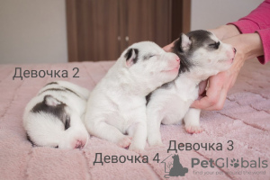 Photo №2 de l'annonce № 9448 de la vente husky de sibérie - acheter à Ukraine 