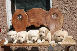 Photo №2 de l'annonce № 160309 de la vente golden retriever - acheter à La finlande annonce privée