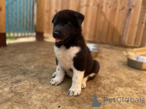 Photo №3. Chiots Akita disponibles maintenant. Malaisie