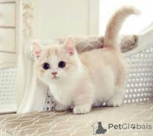 Photo №2 de l'annonce № 166959 de la vente munchkin - acheter à La finlande annonce privée, éleveur