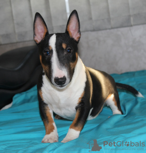 Photo №4. Je vais vendre bull terrier en ville de Belgrade. éleveur - prix - négocié