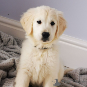 Photo №3. Chiots Golden retriever de race disponible maintenant pour les foyers aimants. Pays Bas