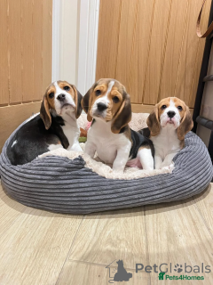 Photo №2 de l'annonce № 166491 de la vente beagle - acheter à Allemagne annonce privée