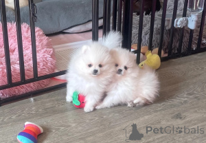 Photo №1. chien bâtard - à vendre en ville de Degerdal | négocié | Annonce №173485