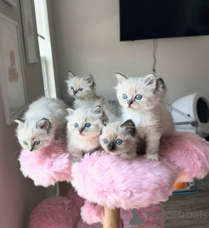 Photo №1. ragdoll - à vendre en ville de Nettetal | 350€ | Annonce № 149734
