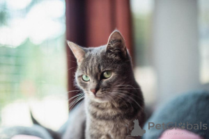 Photo №3. La tendre et affectueuse Zoya recherche sa famille.. Fédération de Russie