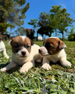 Photo №1. jack russell terrier - à vendre en ville de Helsinki | négocié | Annonce №160848