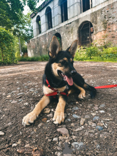 Photo №2 de l'annonce № 112135 de la vente chien bâtard - acheter à Fédération de Russie annonce privée