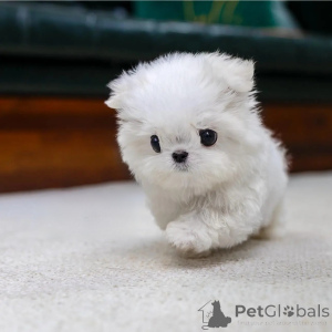 Photo №3. Urocze szczenięta rasy maltańczyk do adopcji.. Pologne