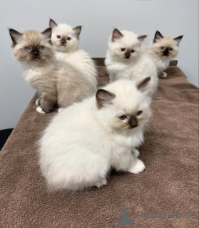 Photo №1. ragdoll - à vendre en ville de Grossier | négocié | Annonce № 168454