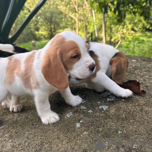 Photo №4. Je vais vendre beagle en ville de Франкфурт-на-Майне. annonce privée - prix - 360€