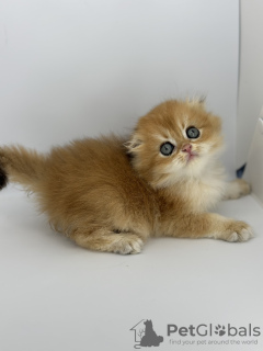 Photos supplémentaires: Chaton doré Scottish Fold