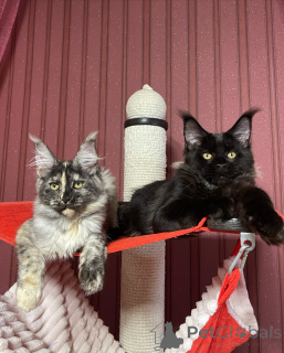 Photo №2 de l'annonce № 160673 de la vente maine coon - acheter à La Grande-Bretagne éleveur