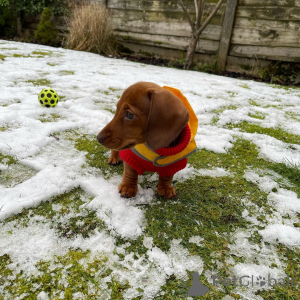 Photo №4. Je vais vendre  en ville de Dunedin.  - prix - Gratuit