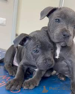 Photo №1. staffordshire bull terrier - à vendre en ville de Belfast | 899€ | Annonce №166109